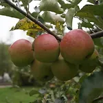 Oberransburg * 弗拉绍