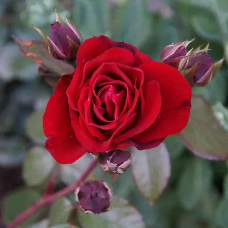 Oberransburg Apartament