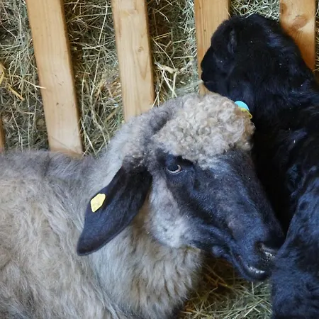 Apartament Oberransburg Flachau