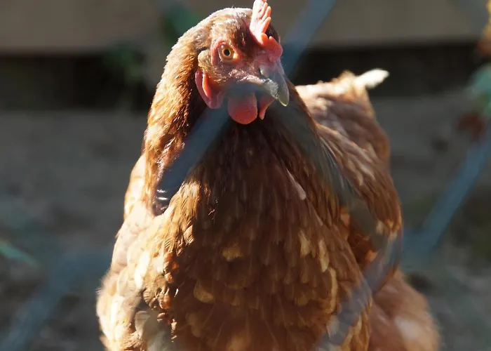 Oberransburg Appartement *