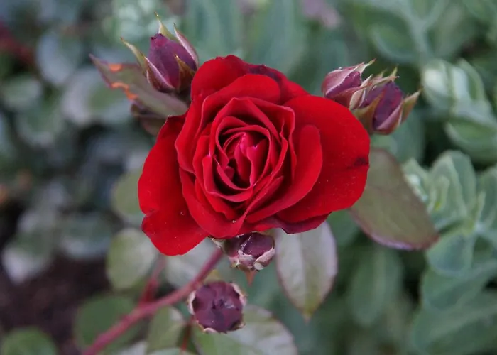 Oberransburg Apartment