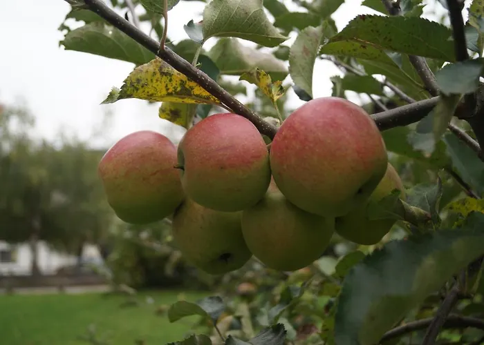Oberransburg * Flachau