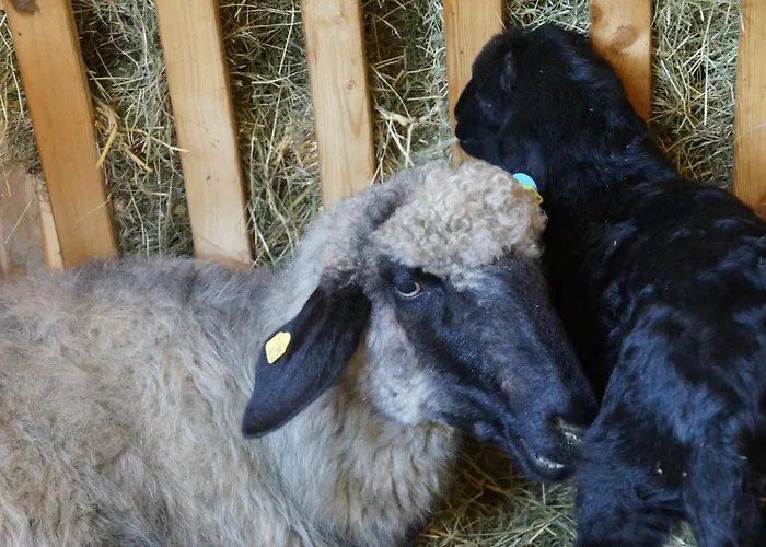 Apartment Oberransburg Flachau